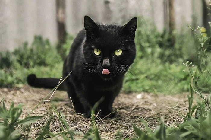 Debunking the Myth of Cursed Cats 1