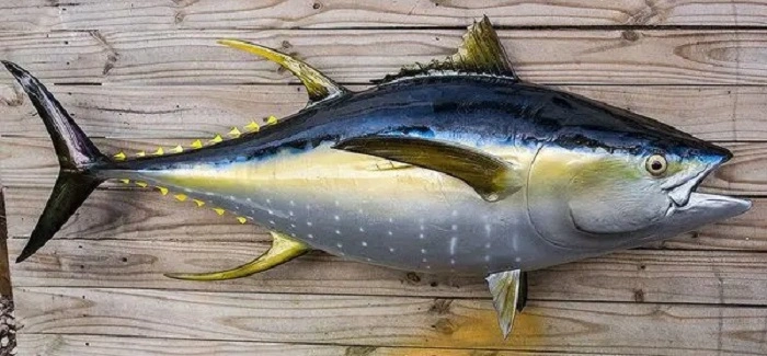 Different Types of Tuna 1