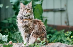 Read more about the article Discover the Charm of Goofy Cats: Why They’re the Funniest Feline Companions