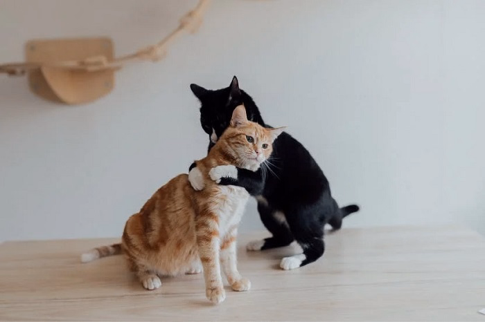 Do Cats Really Hug