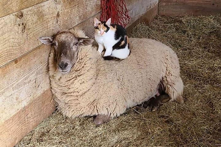 Read more about the article Exploring the Fun and Trendy World of Boots and Cats: A Fascinating Combo