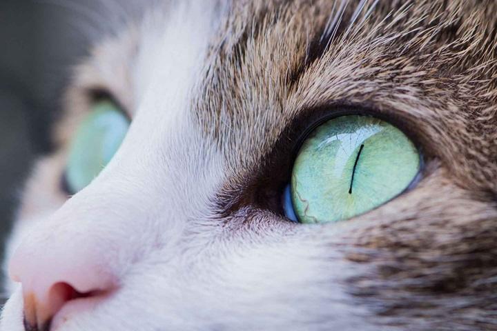 You are currently viewing Eye Drops for Cats: A Complete Guide to Keeping Your Feline’s Eyes Healthy