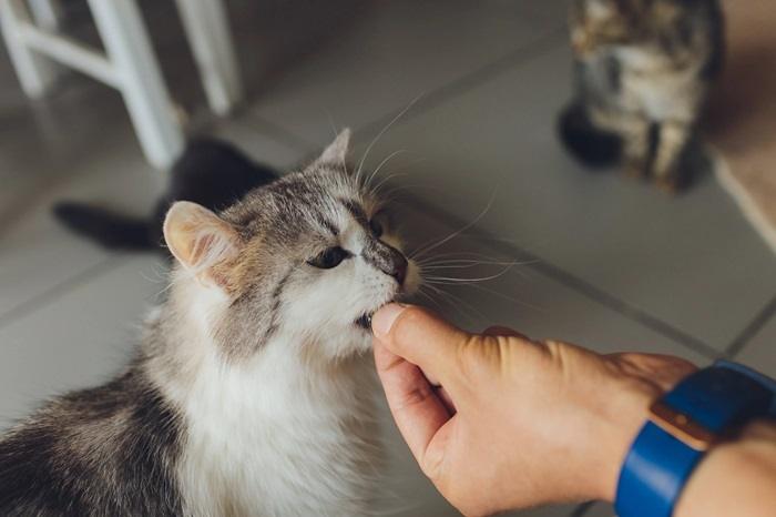 Factors Influencing the Price of NexGard for Cats