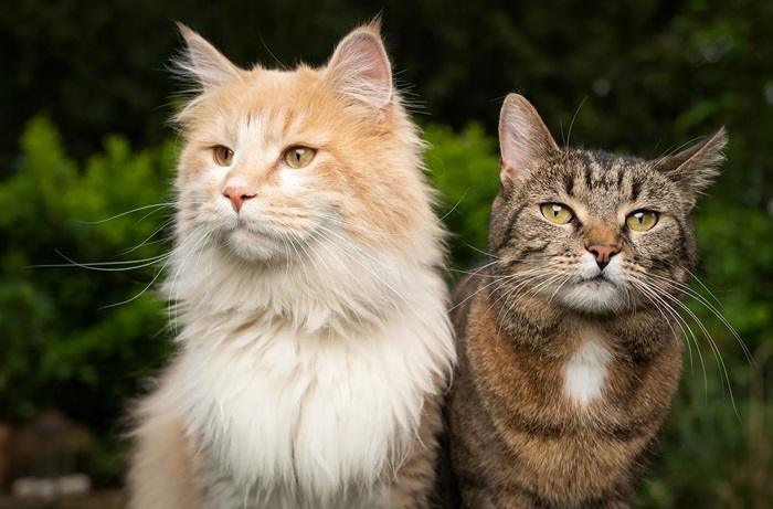 Factors That Can Affect a Cats Scent