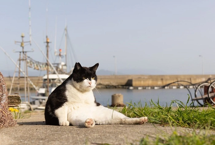 Fat Cats and Comedy 1