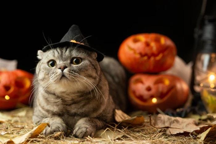 Fun and Spooky Ways to Celebrate Halloween with Cats