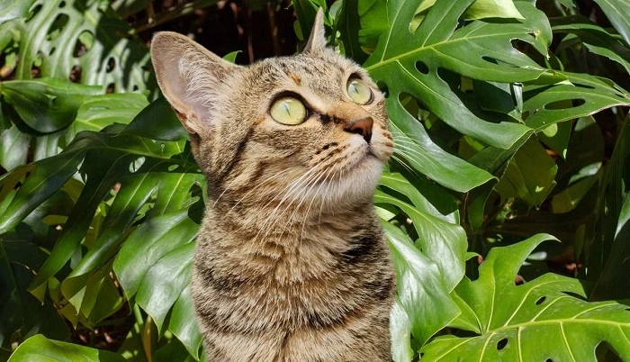 How to Prevent Monstera Poisoning in Cats