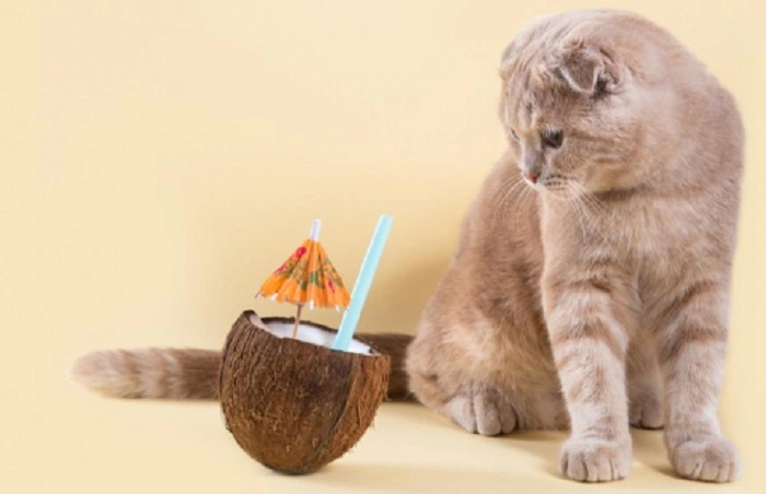 How to Safely Feed Coconut to Your Cat 1