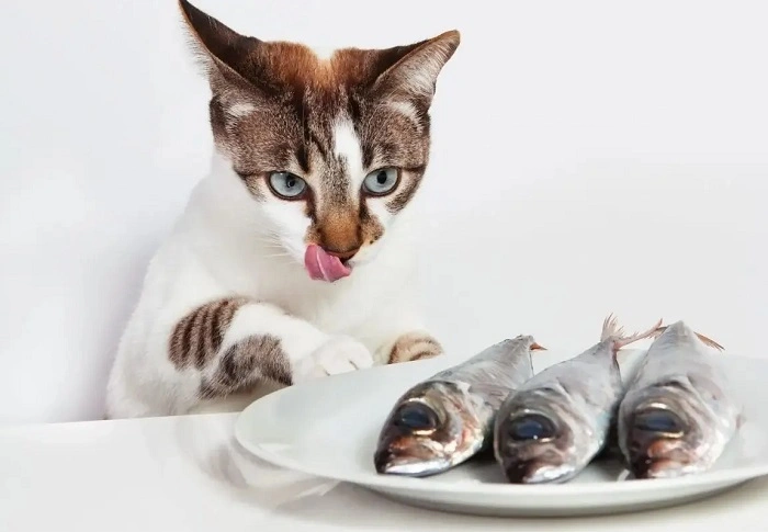 How to Safely Feed Sardines to Your Cat 1