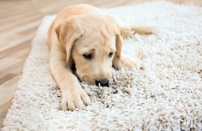 Important Characteristics of Pet Friendly Carpets