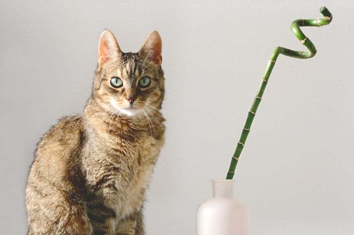 Is Bamboo Toxic to Cats
