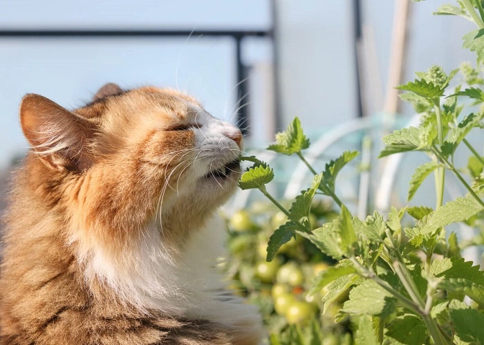 Is Catnip Tea Safe for All Cats 3