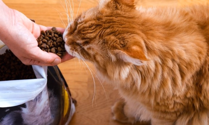 Key Factors to Consider When Selecting Dry Cat Food for Indoor Cats