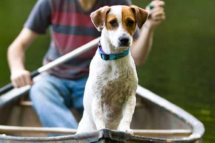 Lupine Pet Goods An Analysis