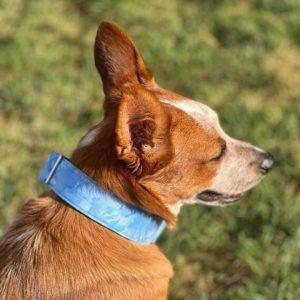 Read more about the article Lupine Pet: The Ideal Answer for Comfort and Pet Safety