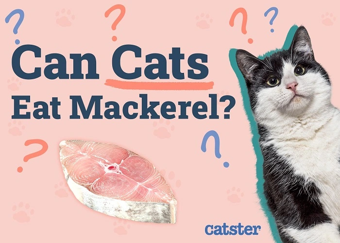 Nutritional Value of Mackerel for Cats