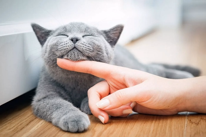 Pettings Calming Powers for Cats