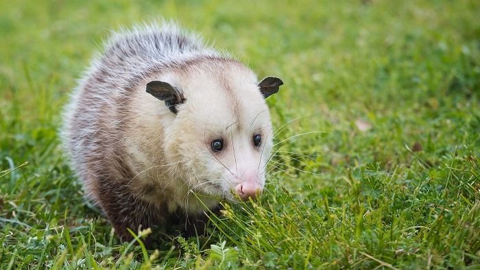 Possum Socialisation and Behaviour