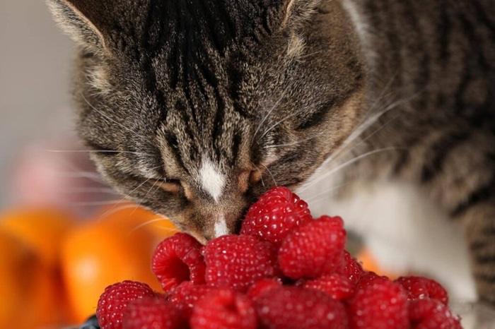 Potential Risks of Feeding Raspberries to Cats