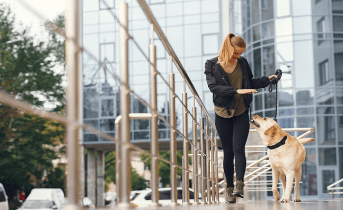 You are currently viewing How to Start a Pet Sitting and Dog Walking Business: Essential Steps for Success