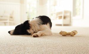 Read more about the article Selecting the Best Carpet for Your Home Designed for Pets