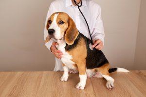 Read more about the article Seven Oaks Pet Hospital: All-Around Care for Your Animal Companions
