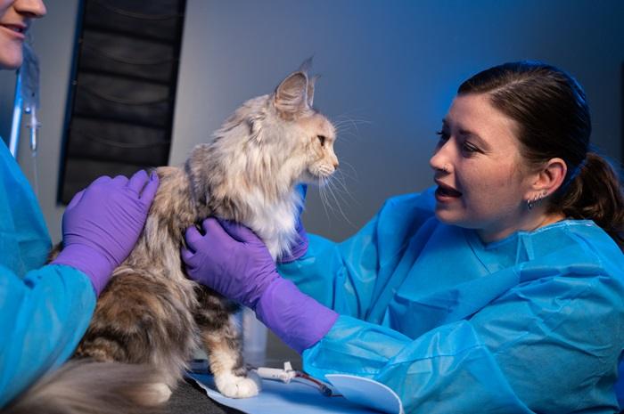 Seven Oaks Pet Hospitals Services