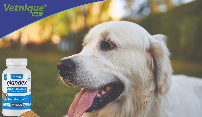 Signs Your Cat May Need