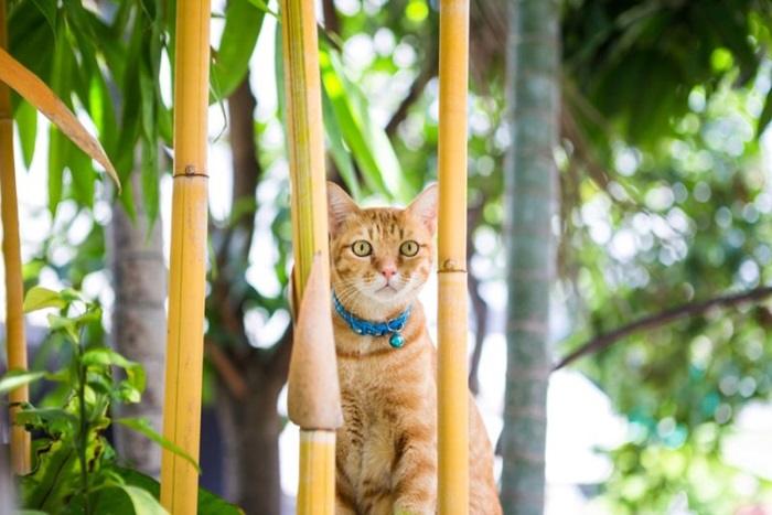 Signs of Bamboo Poisoning in Cats