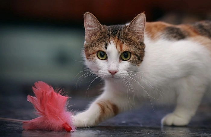 The Benefits of Play for Cats 1