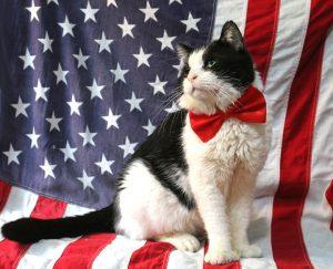 Read more about the article The Unlikely Connection: Cats for Trump and the Growing Trend of Feline Support