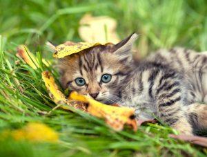Read more about the article The Wacky World of Crazy Cats: Unleashing the Feline Antics