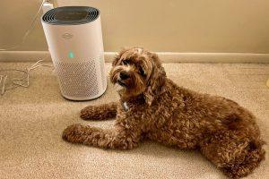 Read more about the article Top Pet Air Purifiers for a Healthier Home: Advice on the Best Options for Pet Owners