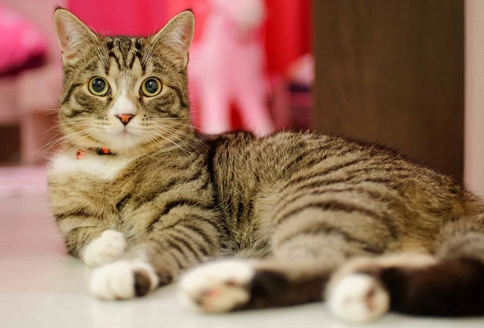 Understanding Cat Communication 2