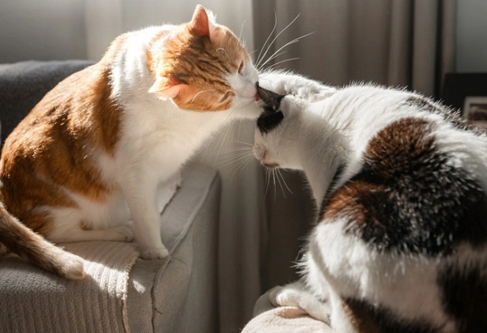Understanding Cat Communication 4