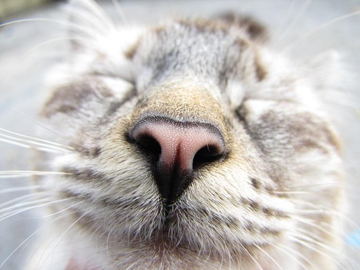 Understanding a Cats Natural Scent