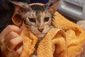 Read more about the article Wet Cats: Understanding the Science and Behavior Behind Wet Feline Fur