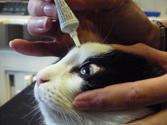 What Are Eye Drops for Cats