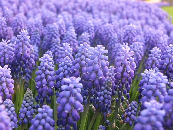 What Are Hyacinths