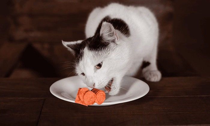 What Are Trump Cats 1