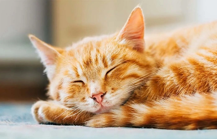 What Defines Every Cats Dream 1