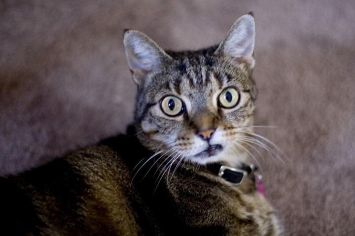 The Ultimate Guide To Battle Cats Reddit Tips Strategies And 