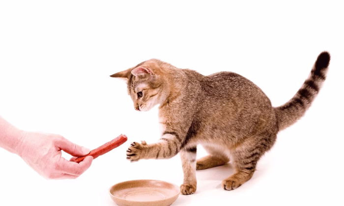 What Happens If Your Cat Eats Pepperoni e1742289280627