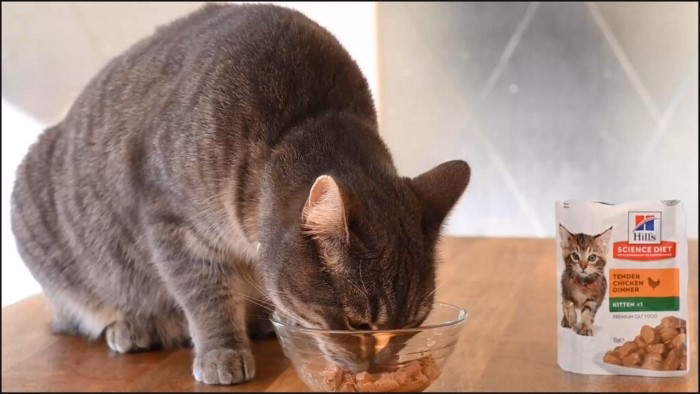 What Is Science Diet Cat Food