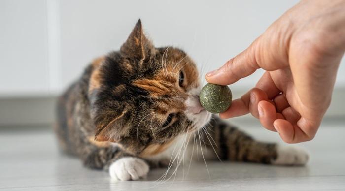 What Makes Cats Crazy