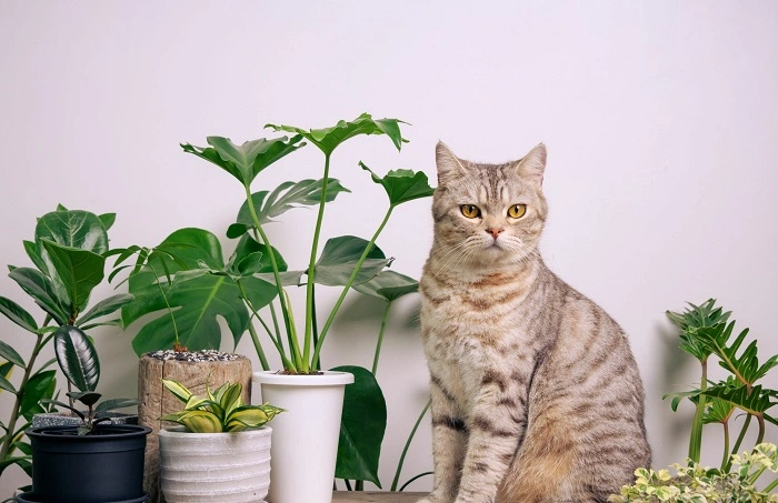 What Makes Monstera Toxic to Cats