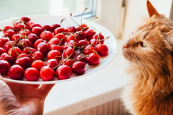 What Should You Do If Your Cat Eats Cherries 1