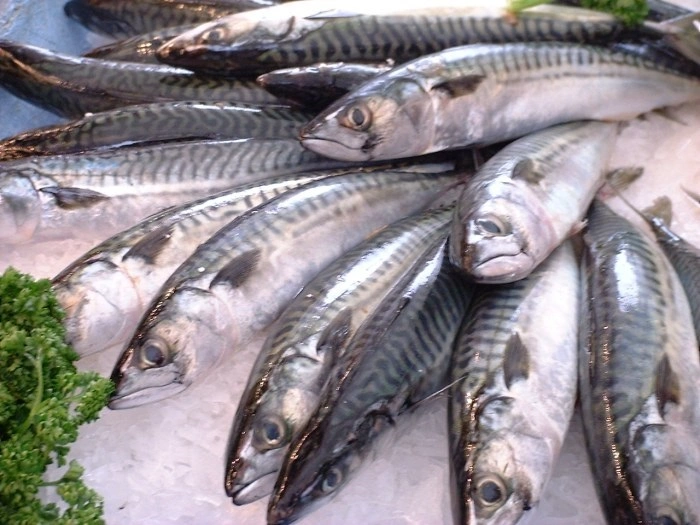 What is Mackerel Fish
