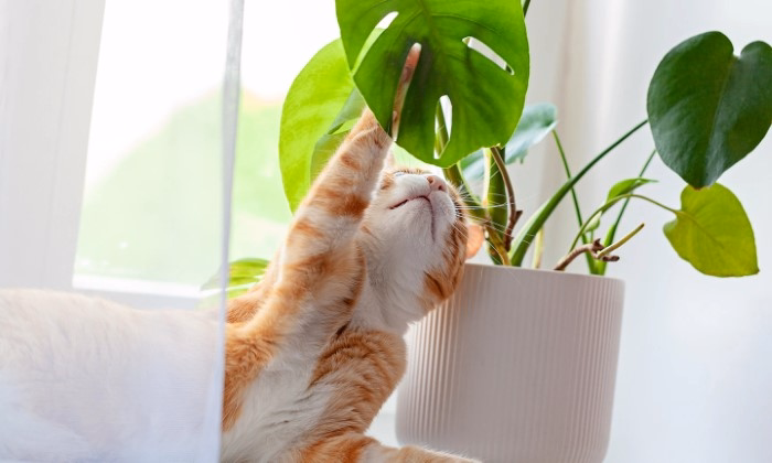 What to Do if Your Cat Eats Monstera
