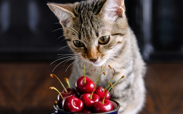 Why Are Cherries Dangerous for Cats